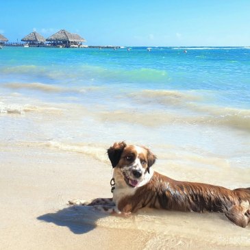 Australian Sheppard laying at the beach in the Caribbean in the Dominican Republic.