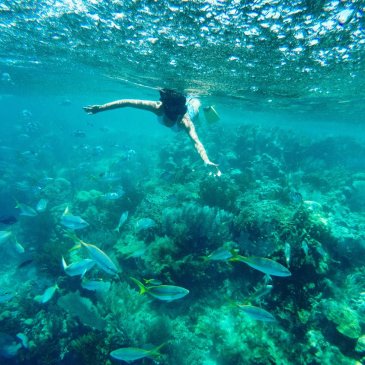 Snorkeling in Paradise Island