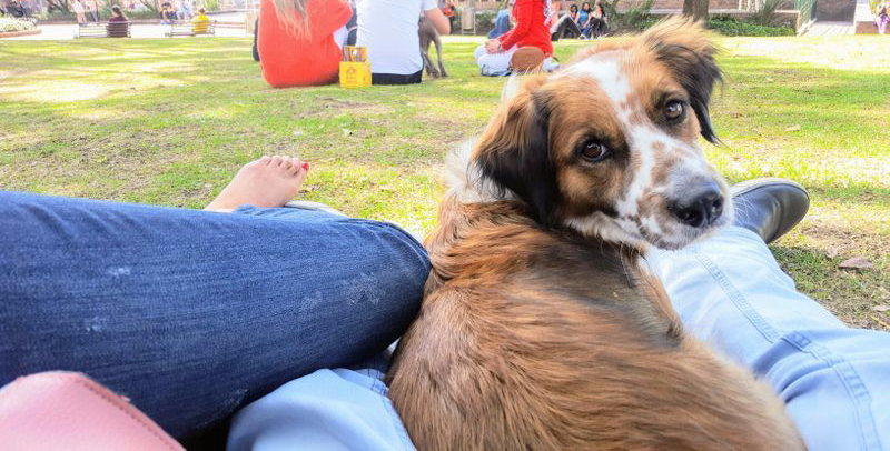 Dog laying down at park
