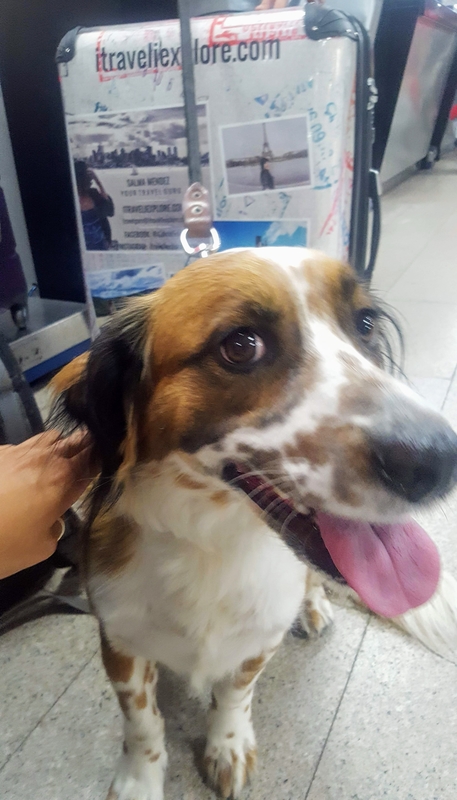 Travel with your pet at the airport